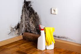 Why You Should Choose Our Mold Remediation Services in Jasper, AL